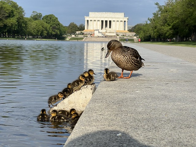 Ducklings on Friday morning on a duckling ramp in the Lincoln Memorial Reflecting Pool