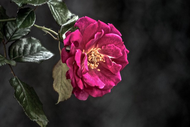 Morning Rose (1)