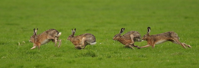 Lepus Europaeus, European Hare, Haas