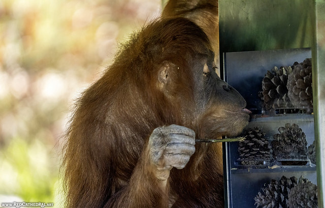 How the orangutan catches snacks II/III