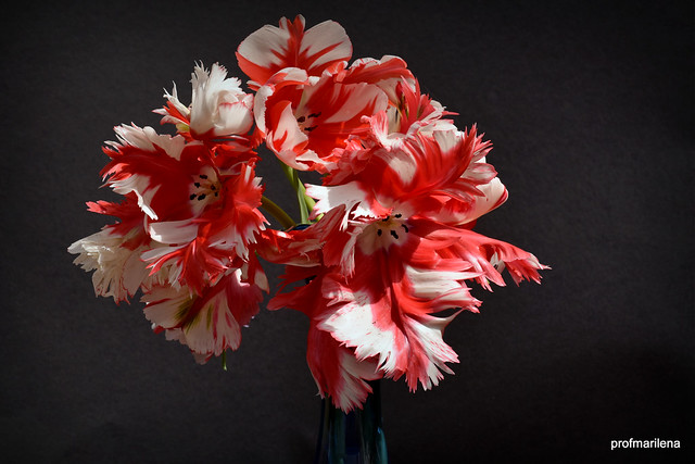 DSC_9110  red & white fringed tulips