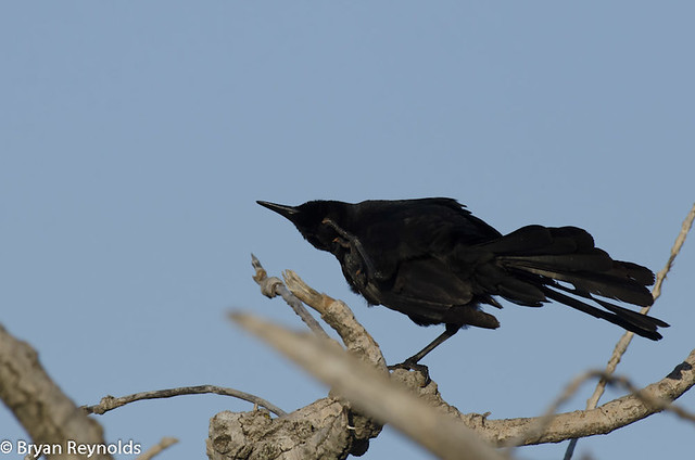 Great-tailed Grackle, Quiscalus mexicanus, male scratching