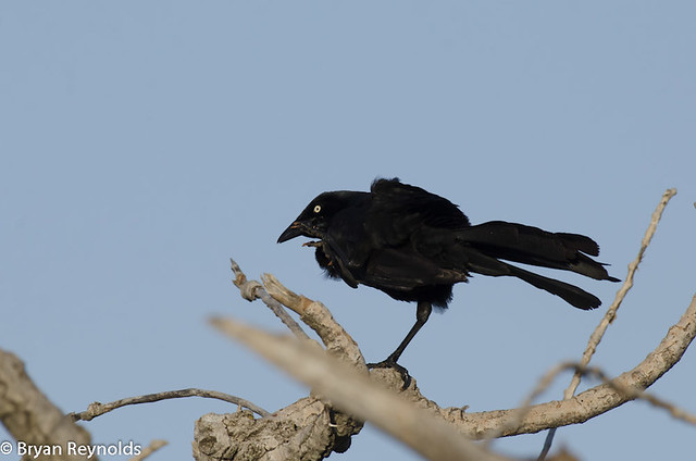Great-tailed Grackle, Quiscalus mexicanus, male scratching