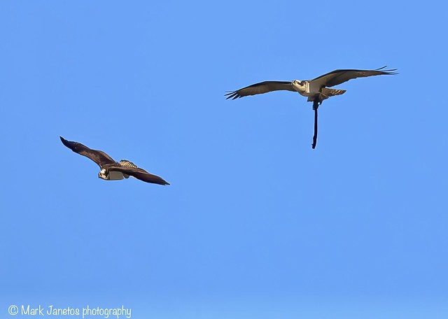 Osprey pair soaring together over the canal- Erie Canal Pittsford, NY