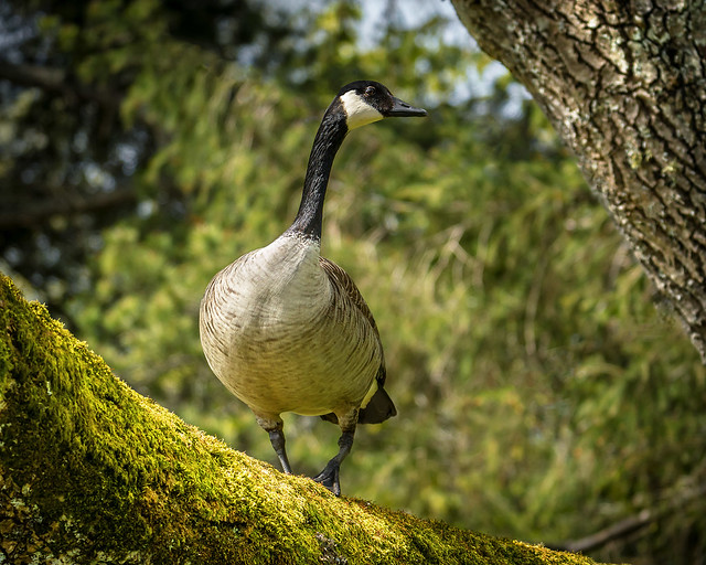 Just a Goose.......in a tree.