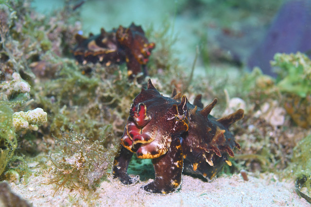 Flamboyant Cuttlefish - Mar 2024 - 5