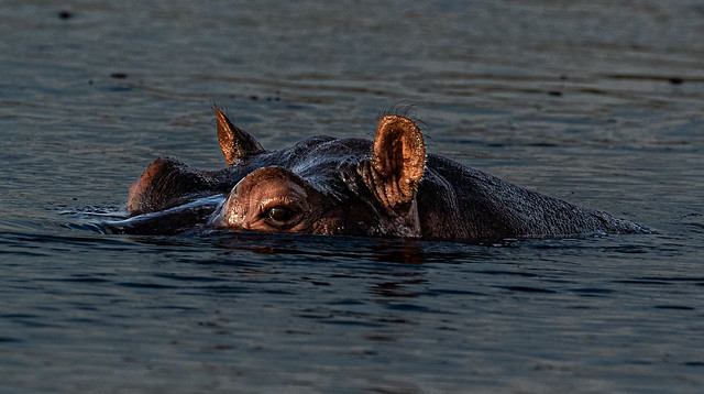 Close Up Hippo in Water