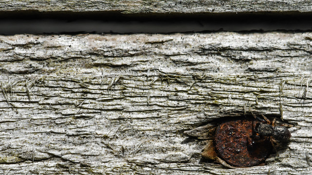 Tiny oak jumper on fence (3/4)