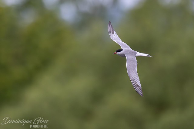 Sterne pierregarin - Common tern