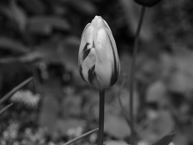 Tulip mono