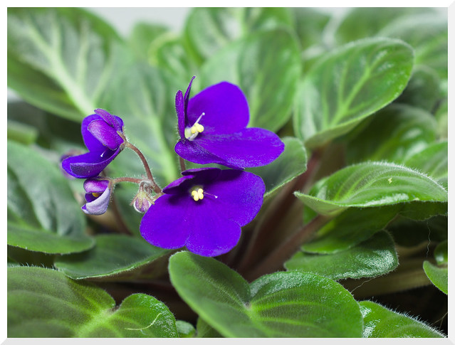 African Violet @ F3.5 - 1 (of 3) - Olympus OM-D E-M10 Mark II with Nikon Micro-Nikkor-P.C Auto 1:3.5 55mm (F mount) with Fotodiox Pro Nic-M43 adapter