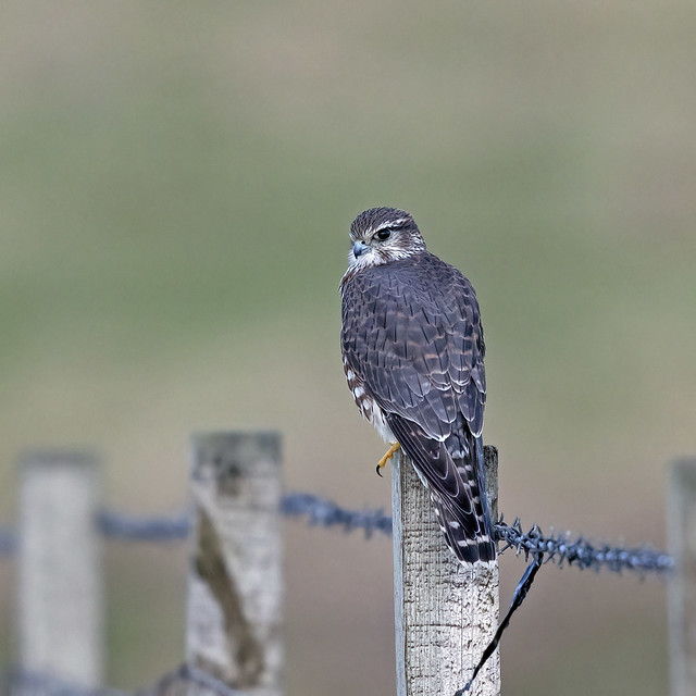 Merlin (Falco columbarius), Balranald RSPB, North Uist