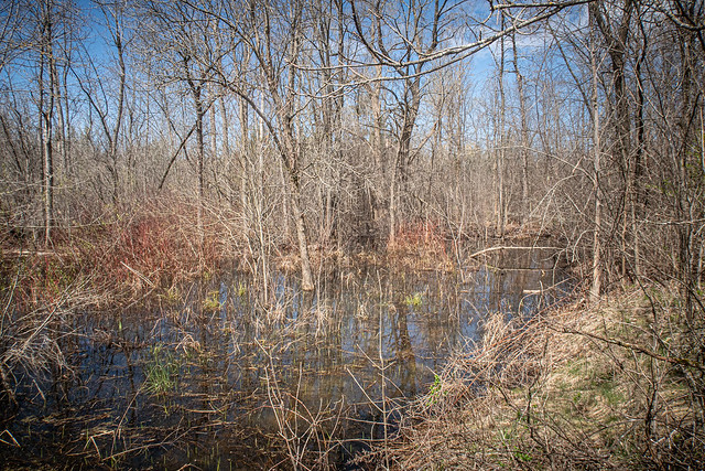 Swampy Spring