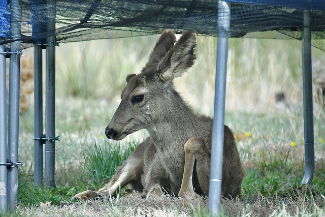 Young Mule Deer Buck:  Flexible Foreleg