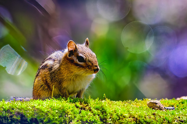 A chipmunk momentarily at rest
