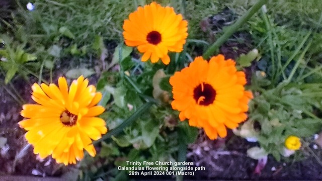 Trinity Free Church gardens - Calendulas flowering alongside path 26th April 2024 001 (Macro)