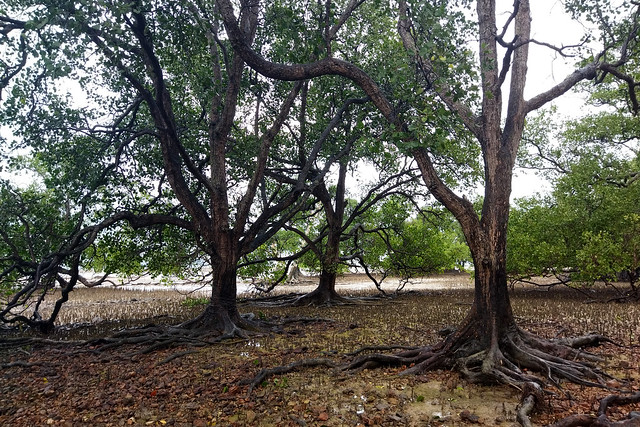 1684817137130a Avicennia and Sonneratia mangroves