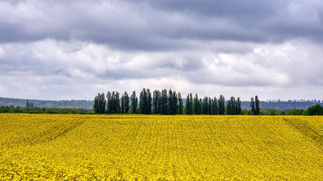 rapeseed field on a windy day