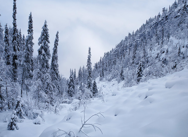 Winter white wilderness: exploring snowy Lapland, Finland