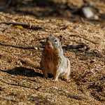 IMG_0006 Rock squirrel
