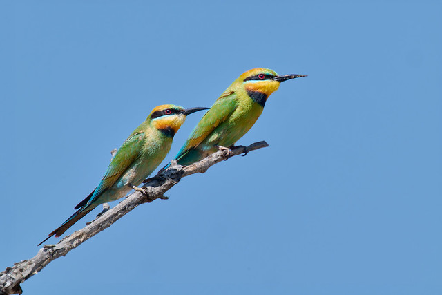 Rainbow Bee-eater(s) (3) - NT - Mindil Beach - 20230906