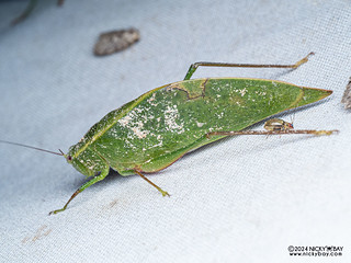 Leaf katydid (Sympaestria acutelobata) - P3103519