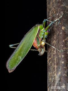 Leaf katydid (Pulchrapsyra cyanea) - P3092517