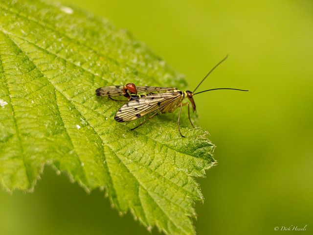 Scorpionfly | Schorpioenvlieg | Skorpionsfliege, (Panorpa communis)