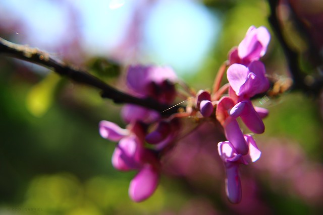 Bokeh with Judas tree in Chitila Dendrological Park