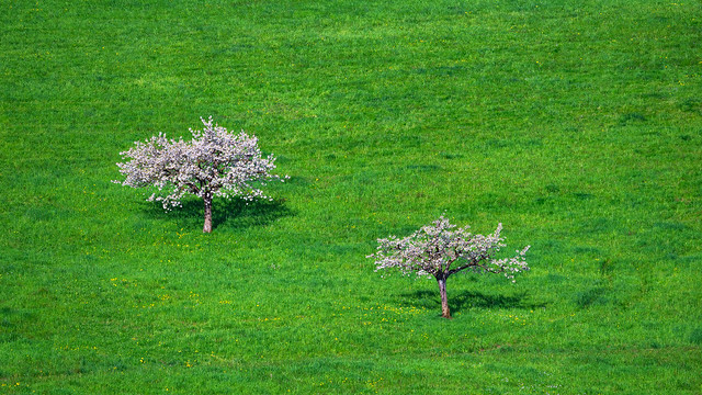 Two trees - Baselland