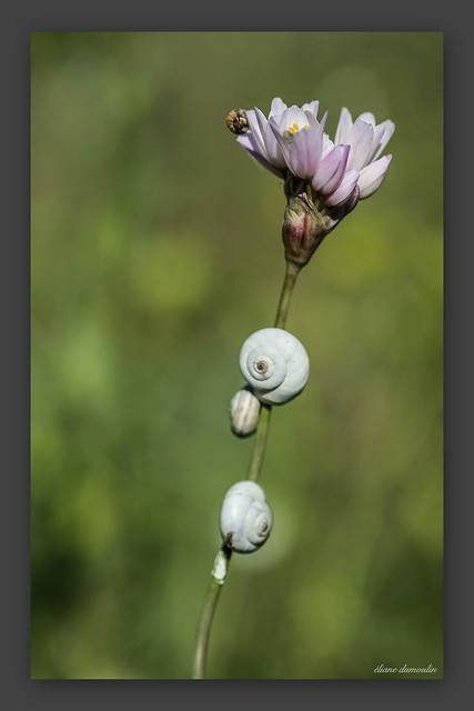 Fleur d'ail sauvage des garrigues et ses petits escargots blancs (les caragouilles!)