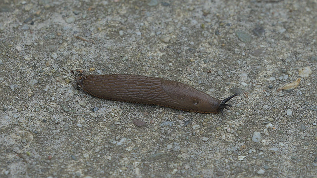 Naaktslak Slug