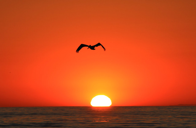 Pelican Sunset/before diving into the ocean/Southern California Shore