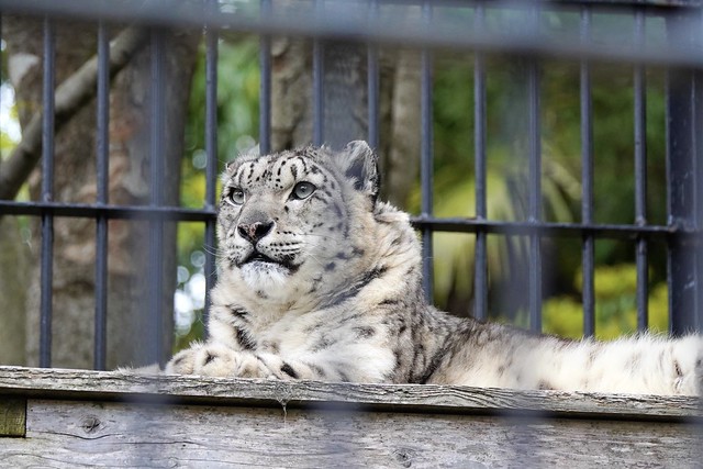 Snow leopard Liebe