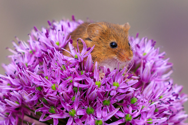 A UK field mouse hides and pops it's head out of a purple flower