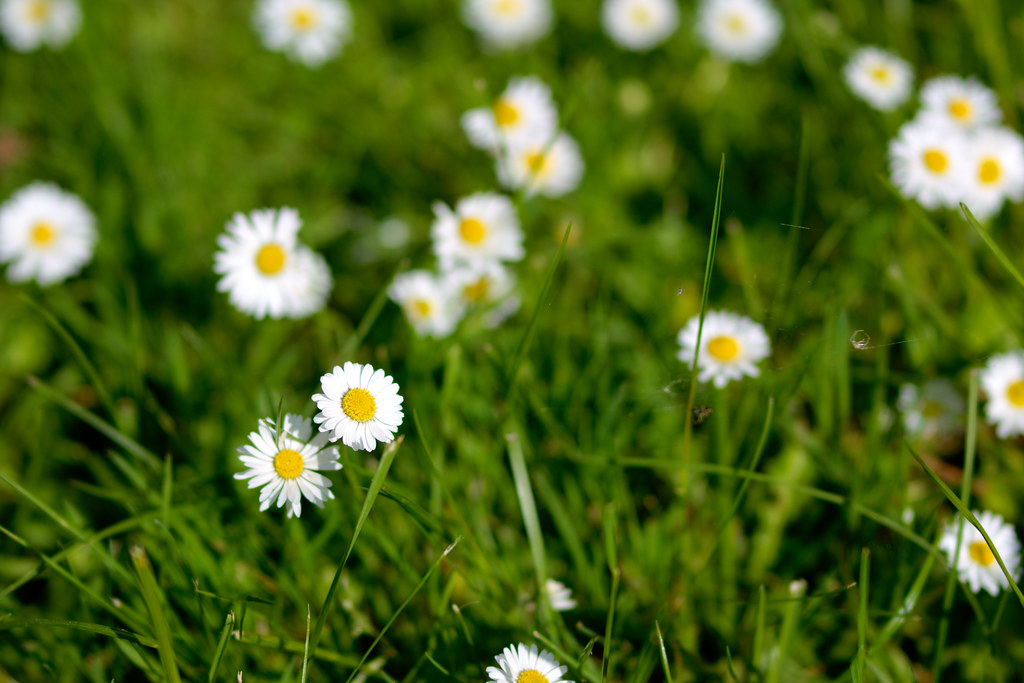 Daisies