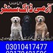 Army dog center kasur 03010417477