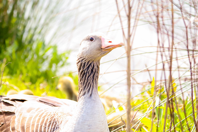 Greylag Goose, Grauwe Gans, Holland