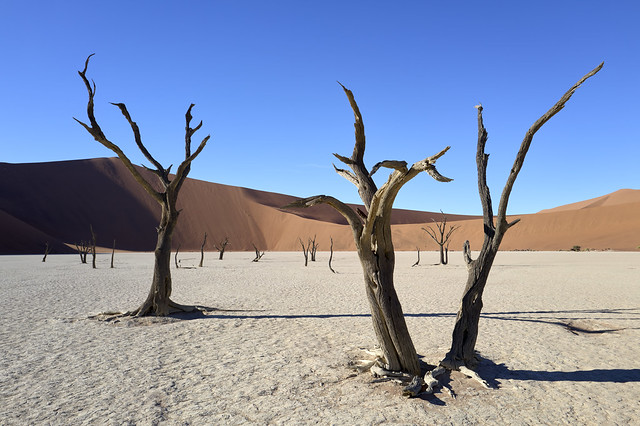 Dead Vlei #1 [ Parc national de Namib-Naukluft ~ Namibie ]