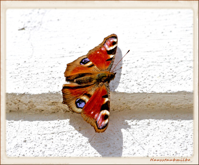 Butterfly..........