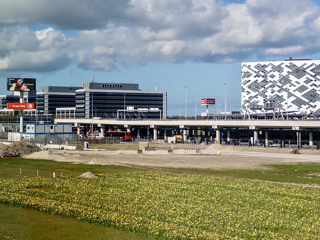 Daffodils at Schiphol
