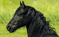 Frysk Hynder/Frisian Horse