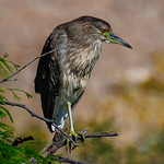 IMG_0027 Juvenile black crown night heron 