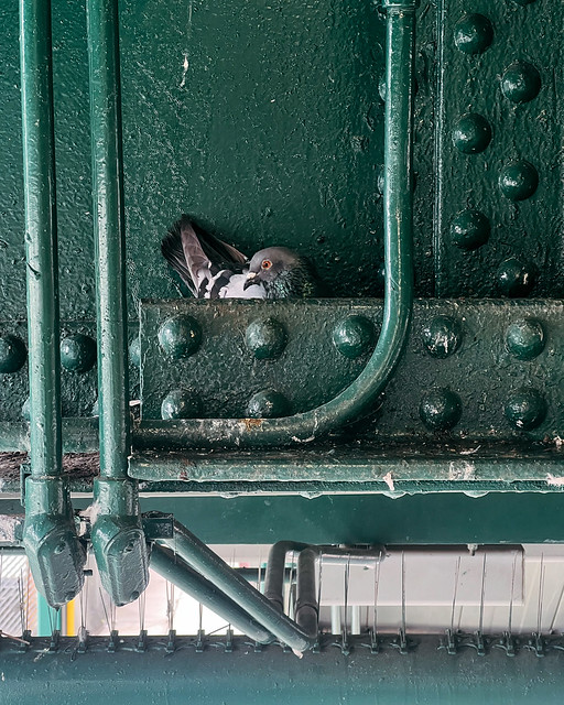 Pigeon Nest
