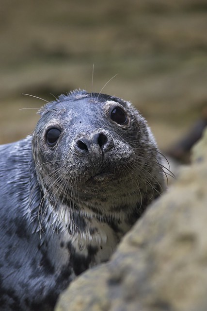 Grey-Seal pup