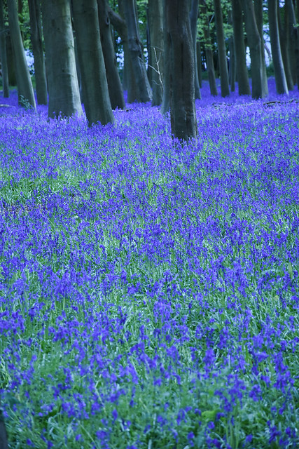 Bluebell woods at Badbury Clump, Oxfordshire