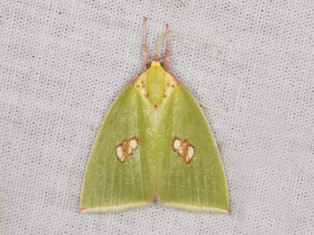 Tyana chloroleuca (Tufted Moths) - Arunachal Pradesh, India