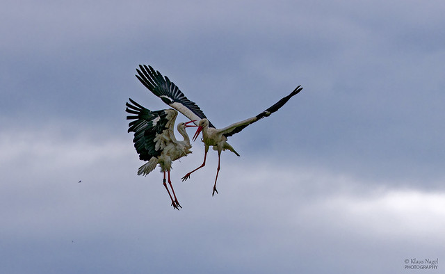 Luftkampf von zwei Störchen  > <  Aerial fight between two storks