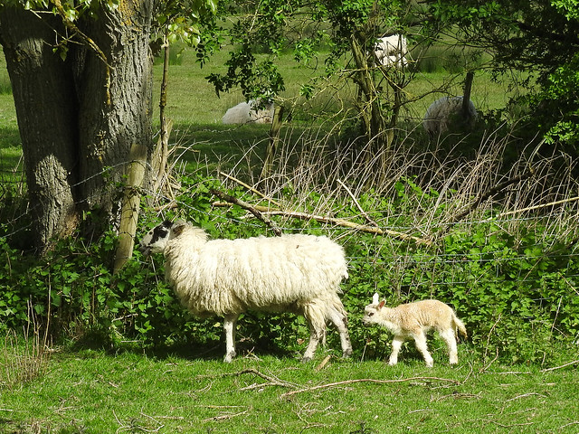 13102 Lamb, Sevenoaks Wildlife Reserve