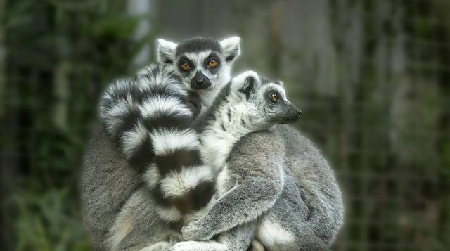 Lemur's